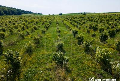 Teren nucifer cu plantatie de aluni, sat Frata, jud. Cluj - 7
