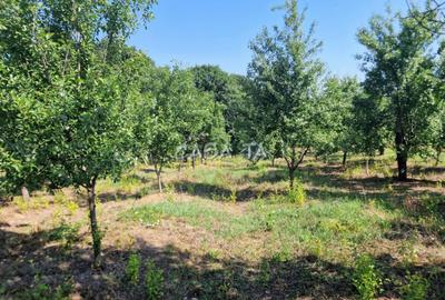 Casa 3 Camere + Teren si Anexe, Tirculesti- Danesti - 6