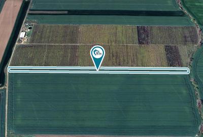 Teren agricol de 1 ha in Zimandu Nou - 1