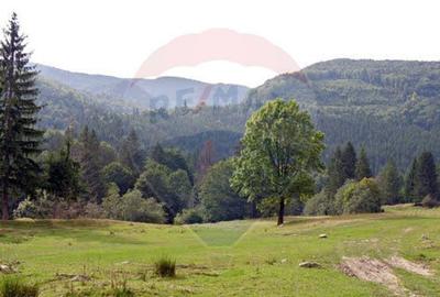 Teren 7 loturi de vanzare 65.313 mp, Valea Uzului, Darmanesti