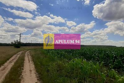 Teren 715mp în Snagov lângă Equestria - 5