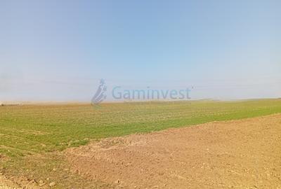 Teren de vanzare in Biharia, cu o suprafata de 20000 mp intravilan - 4