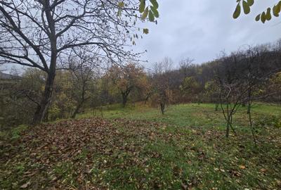 Teren intravilan Tomesti - 4