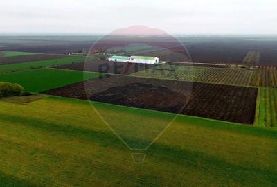 Ferma agro-industrială – 43 ha Adunații Copaceni - 15