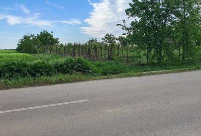 Teren intravilan 2300mp Sarulesti Sat Calarasi - 6