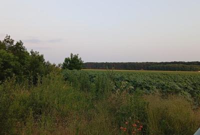 Teren de vanzare Dragomiresti Deal!!! - 1