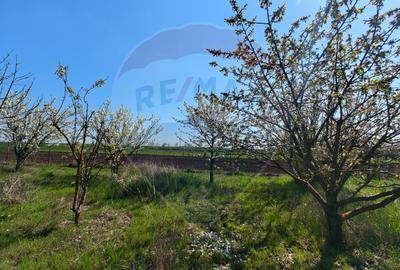 Casa de vanzare cu teren de 2175 mp,anexe si livada generoasa | Mailat - 14