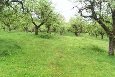 Vand Teren Livada 7.2 hectare - 5