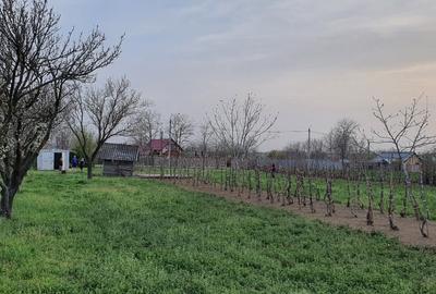 Teren intravilan 2300mp Sarulesti Sat Calarasi - 13