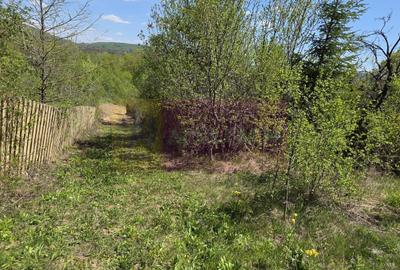 Teren cu Casuta de lemn in Sotrile (langă Valea Doftanei) - 16