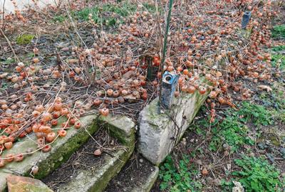 Casa libera la vanzare RASNOV - 9