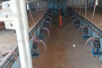 Ferma zootehnică funcțională, populată cu peste 200 capete bovine, aproape de Sâ - 4