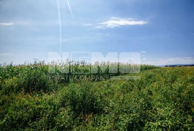 Teren Centura Radauti | 25 Ari | 12 m Front - 1