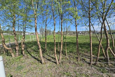 TEREN INTRAVILAN -1300 mp CURTISOARA - 18