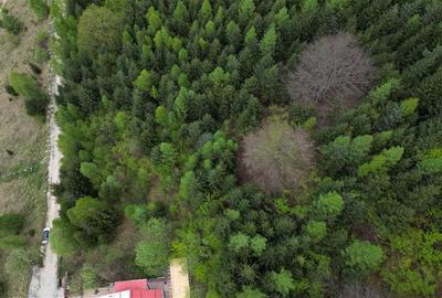 Teren 6500mp Dambu Morii - Bunloc, Brasov - 6