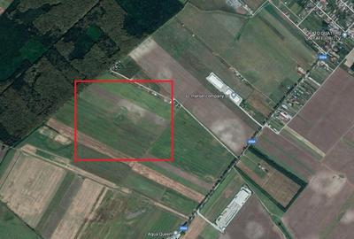 Teren Afumati - Padurea Golasei! - 1