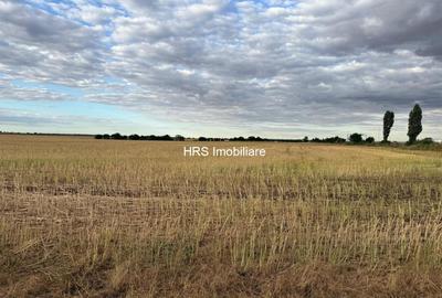 Teren intravilan Branesti - 1