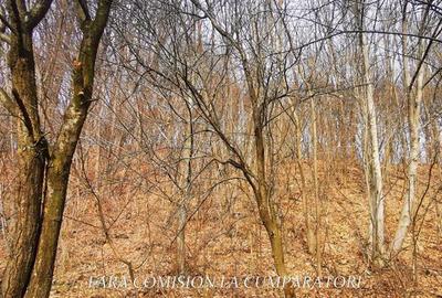 STIRBEI - VODA, CASA CU TEREN 2000 MP - 15