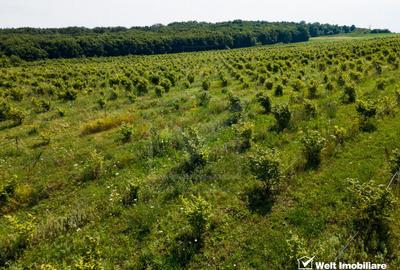 Teren nucifer cu plantatie de aluni, sat Frata, jud. Cluj - 5