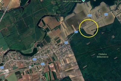 Teren Construcții intravilan de 42500 mp, în Moara Vlăsiei