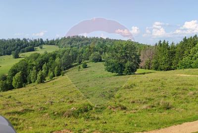 Teren 130000 mp extravilan, faneata si padure, Munteni - Bulz, Negreni - 15