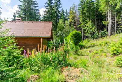 Casa 3 camere, 840 mp teren care include padure, Paltinis - 18
