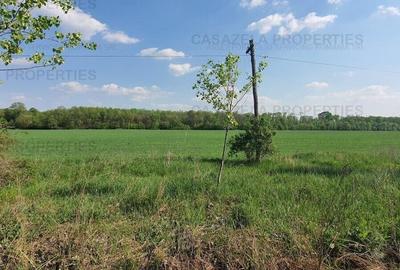 3 loturi de teren langa padure langa lacul Colacu, Dambovita - 4