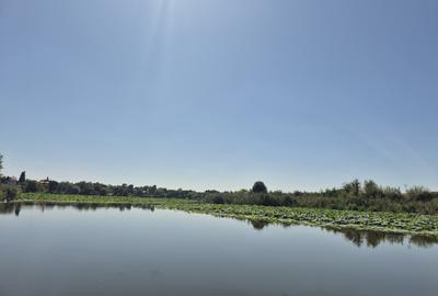 Izvorani - Teren cu deschidere la lac - 3