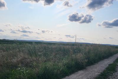 Teren la intrare in Curtesi, 1 hectar si 30de ari, extravilan, la limita cu intr - 1
