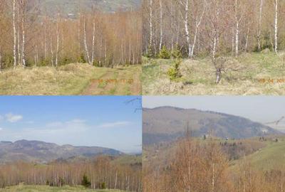 Teren extravilan de 48956 mp, în Bran