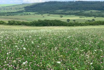 PROPRIETAR vand 100ha Teren Agricol, Timis, zona Deal,  900.000 euro - 1