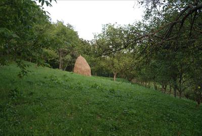 10 hectare teren plus casa la munte in Buces, Hunedoara - 10