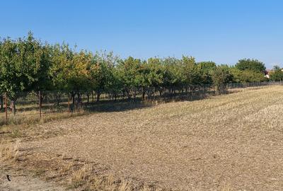 Teren intravilan in Sag jud. Timis - 1