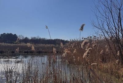 Teren cu deschidere la lac strada Orhideelor- conectare imediata la curent - 8