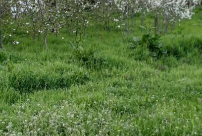 Proprietar,casa renovata ,teren 2000 mp deschidere 113 m,Farcasele Olt - 15