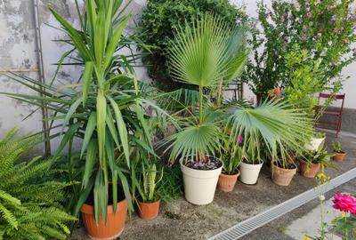 Apartament 3 camere in casa zona Central - 17