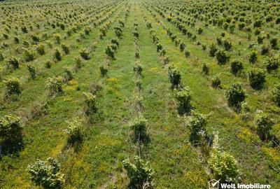 Teren nucifer cu plantatie de aluni, sat Frata, jud. Cluj - 3