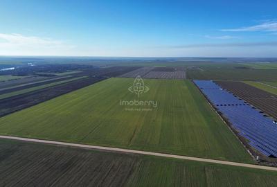 Vând teren extravilan – 11 ha, sat Valter Mărăcineanu, jud Giurgiu - 1