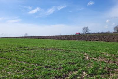 VANZARE TEREN PRUNDU INTRAVILAN AGRICOL GIURGIU POTENTIAL - 9