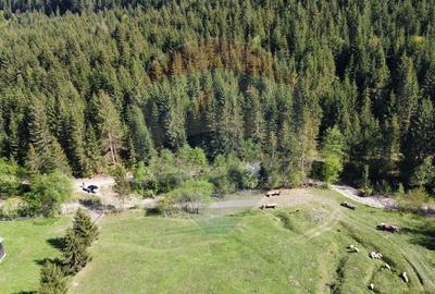 Teren 12,127mp Frasin / Drumul Forestier Valea Seacă - 5