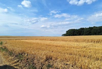 Vanzare teren Frumusani, 7.961 mp, D: 175 m, langa padure, comision 0% - 7