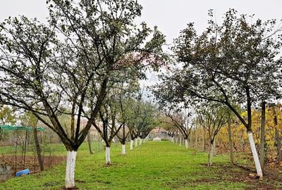 Casă / Vilă cu 6 camere de vânzare - 20
