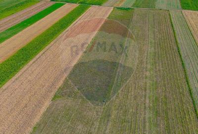 TEREN extravilan- 6 E/MP- CU PLANTATIE DE TRANDAFIRI! Teliu 7000mp - 5