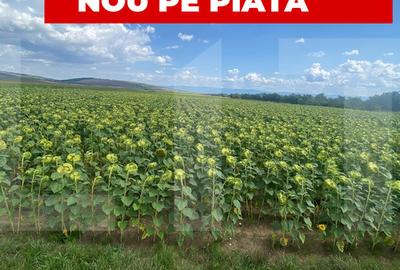 Teren agricol extravilan de 45800 mp, în Moacșa