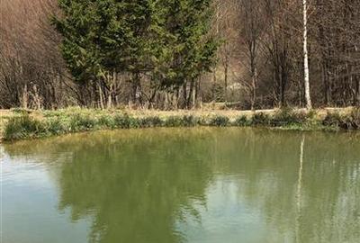 Casa moderna in mijlocul naturii cu lac, Cheisoara - 8