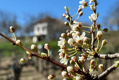 Investiție rară în Bihor - 6