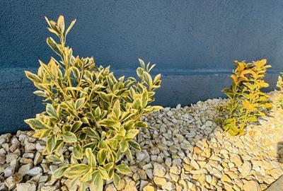 Vila P+1+M 5 camere Popesti-Leordeni - 24