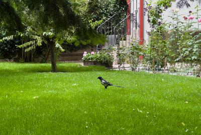 Apartament cu 3 camere decomandat în Floreasca