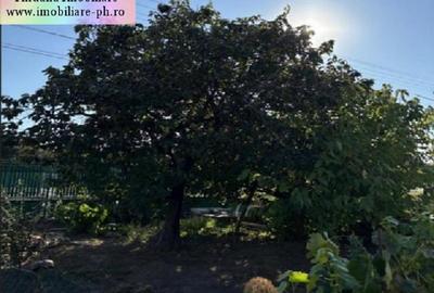Casa de vanzare - Valea Calugareasca - 3