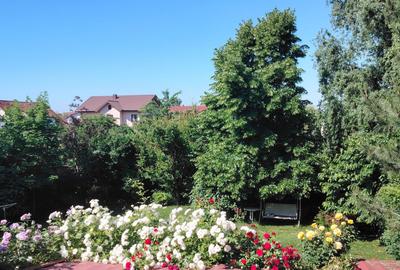 Casa individuala armonioasa -7 camere  -Corbeanca, str. Iepurasului - 37